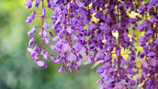 Beautiful wallpaper wisteria.