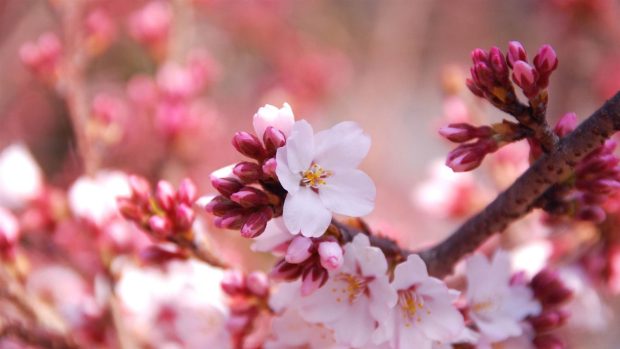 Best Cherry Blossom Wallpaper HD 1920x1080.