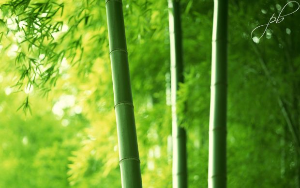 Best HD Bamboo Forest Wallpapers.