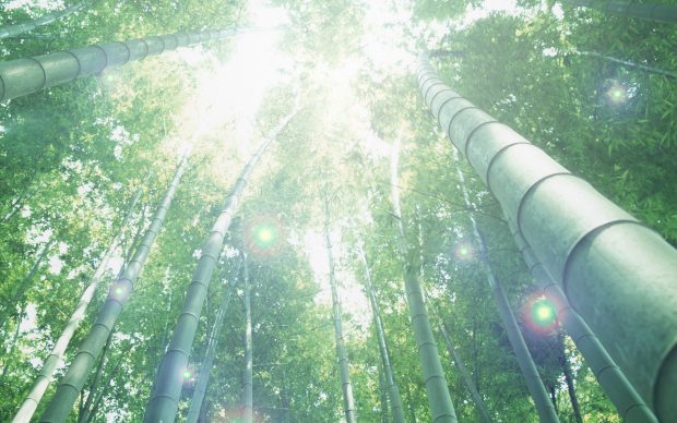 Best HD Bamboo Images.