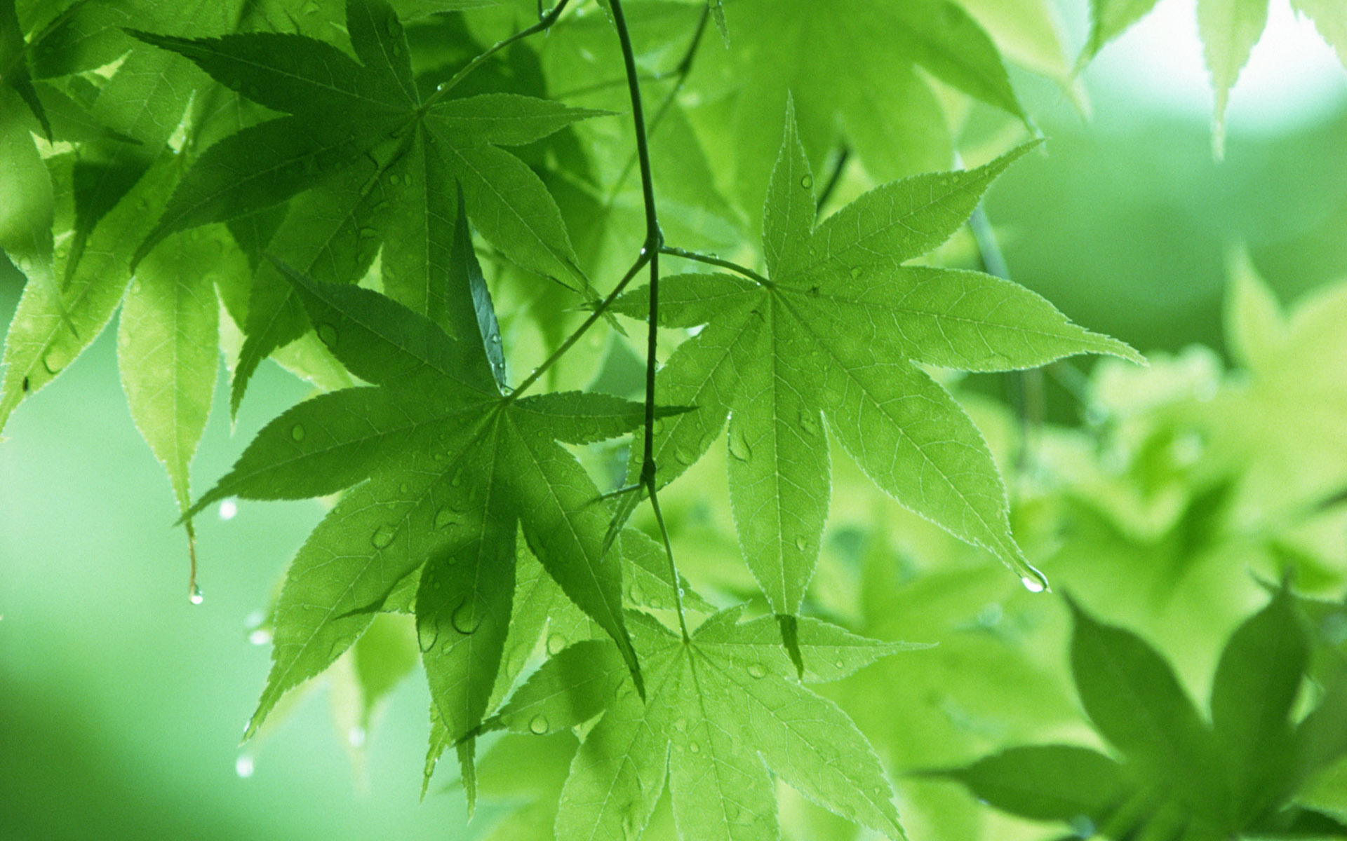 Leaf Backgrounds HD - PixelsTalk.Net