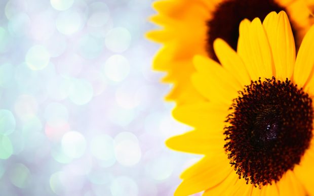 Best Sunflower Pictures.