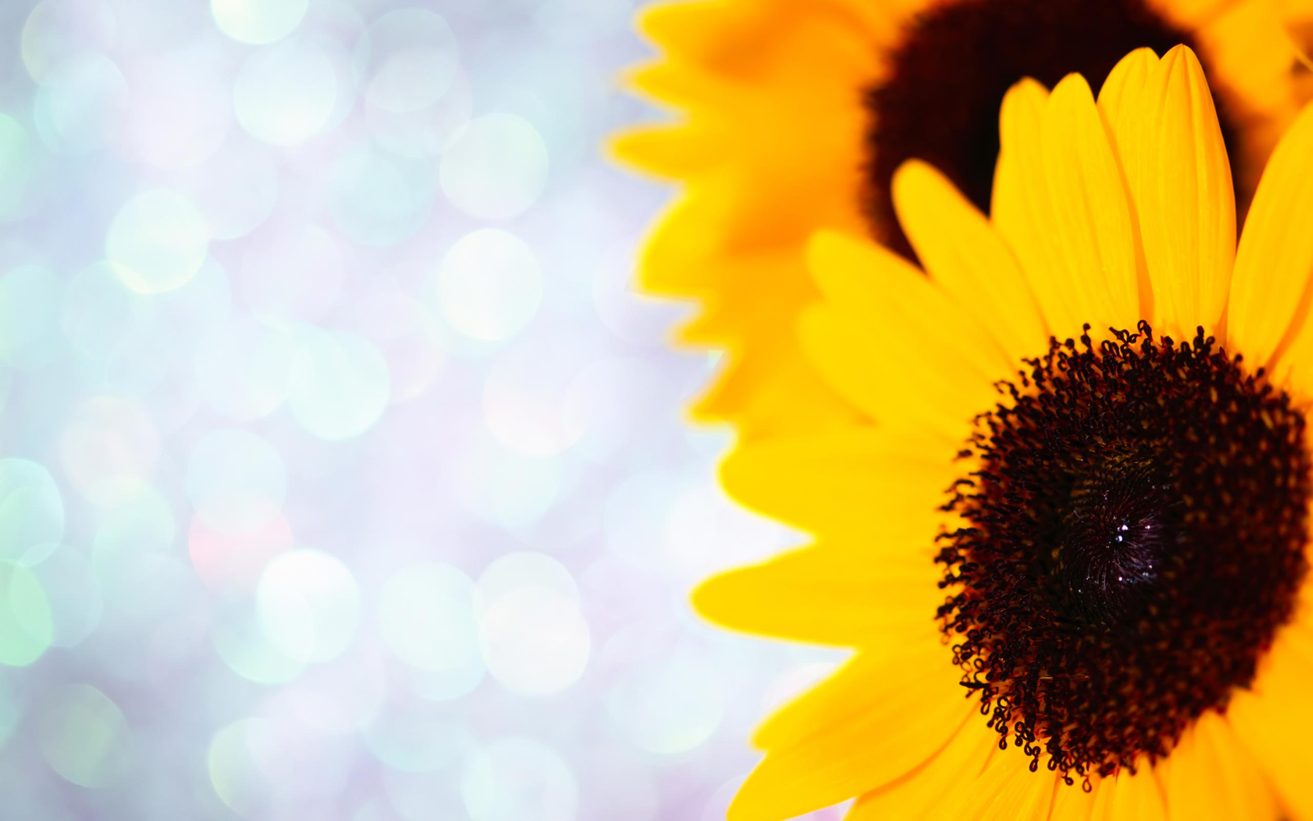 Sunflower Wallpapers HD Free 