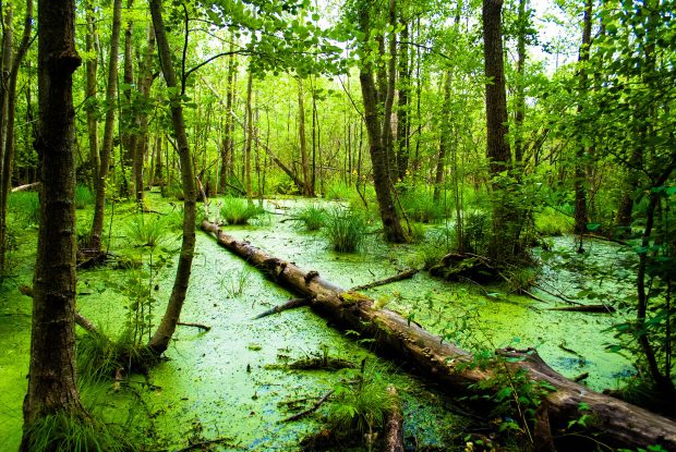 Best Swamp Photos.