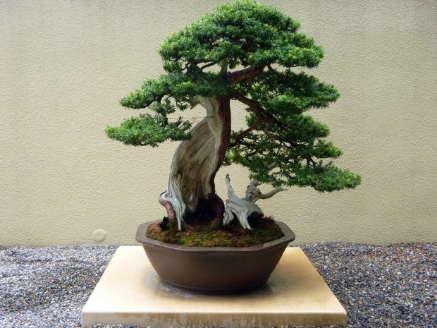Best bonsai tree wallpaper.