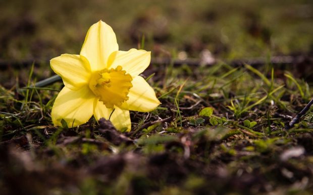 Best daffodil backgrounds.