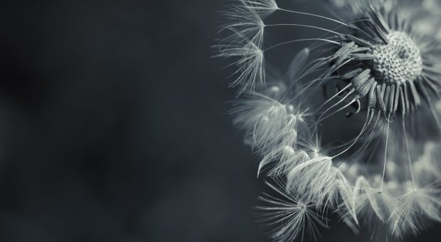 Best dandelion backgrounds download.