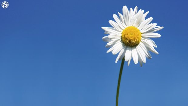 Best flower daisy backgrounds.