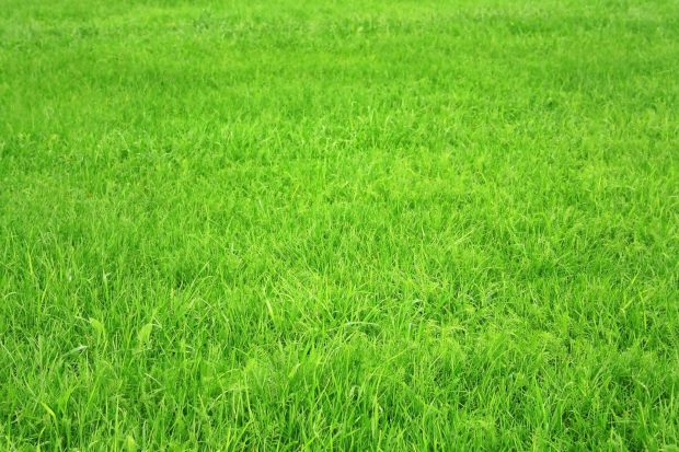 Best grass wallpaper free.