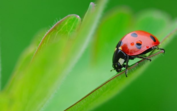 Best-ladybug-wallpaper-hd