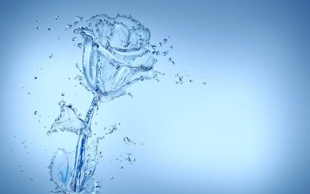 Best water wallpaper rose.