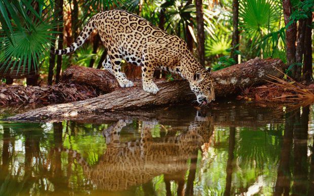 Best wild animal wallpapers.