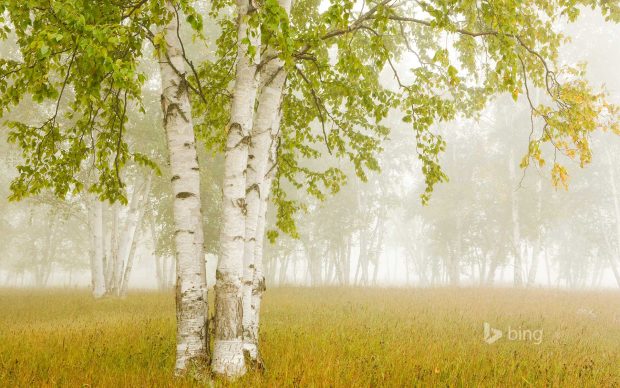 Bing Wallpaper Bitrch trees in the Fog Tbay ON.