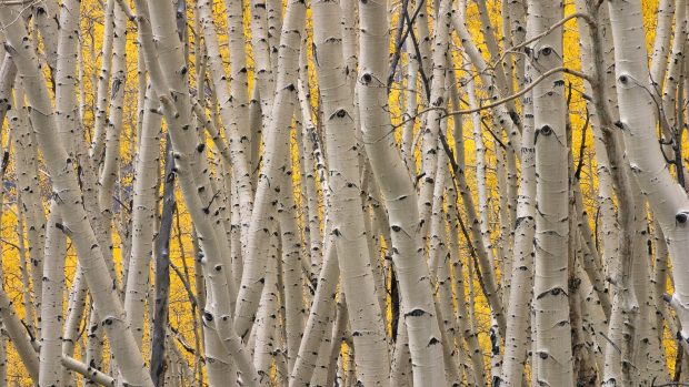 Birch Tree HD Backgrounds.