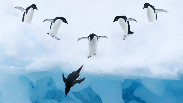 Birds Penguin in Antarctica HD Wallpapers.