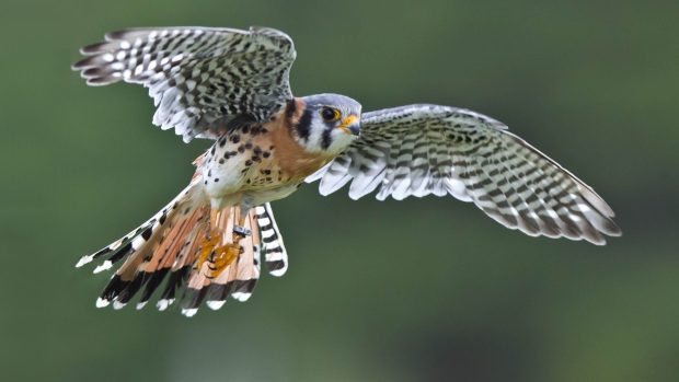 Sparrow Bird Wings Flying Falcon Kestrel Tree Wallpaper.