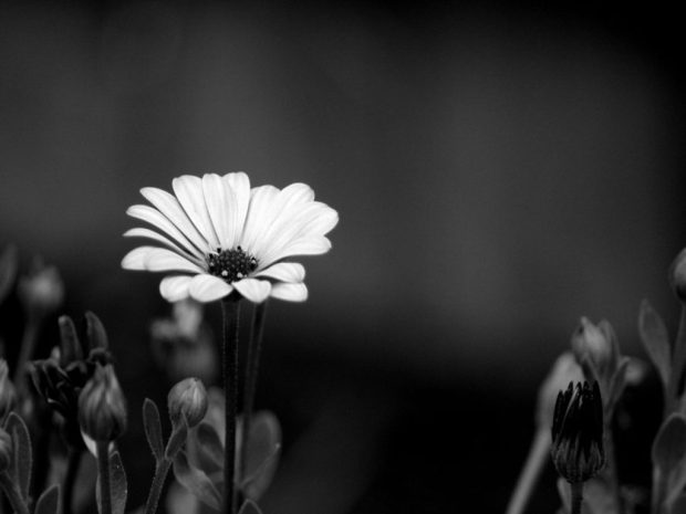 Black and White Flower Wallpaper HD