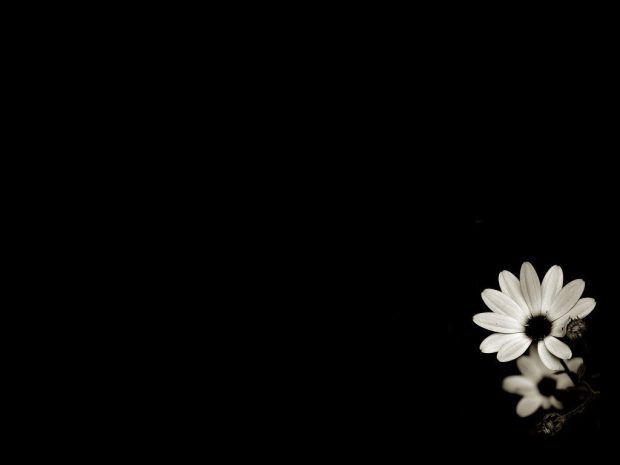 Black and White Flower Wallpaper for Desktop