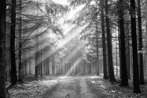 Black and White Forest Images.