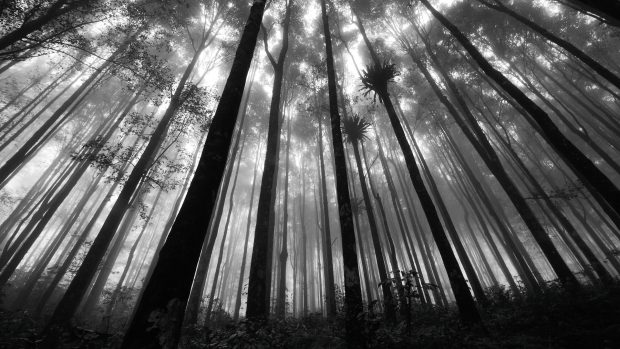 Black and white pictures anime forest wide wallpaper.