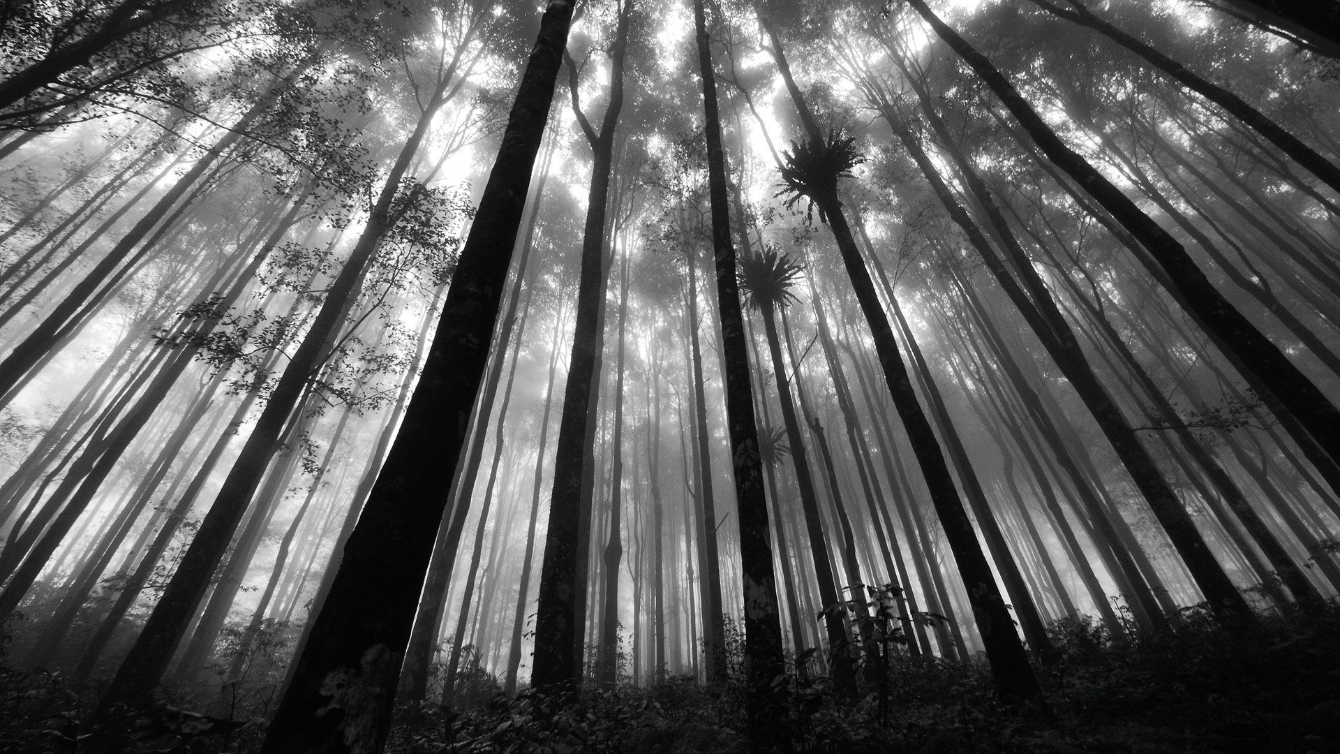 Download Free Black and White Forest Wallpaper | PixelsTalk.Net