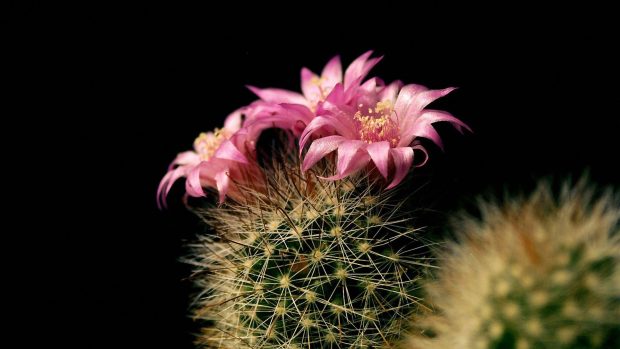 Black background cactus flowers 2400x1350 wallpaper.