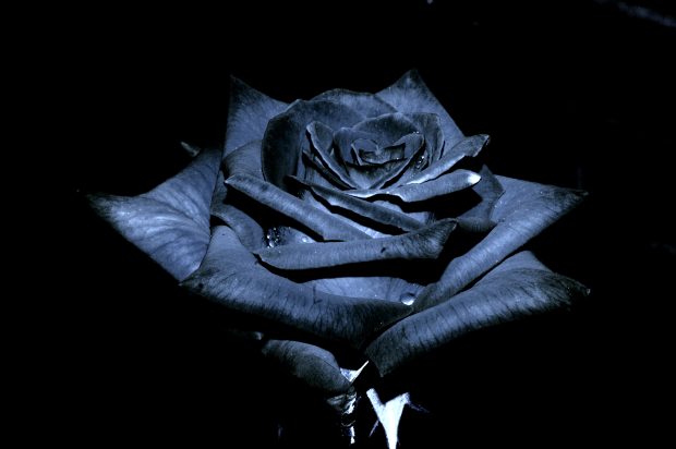 Black Rose Wallpapers8.