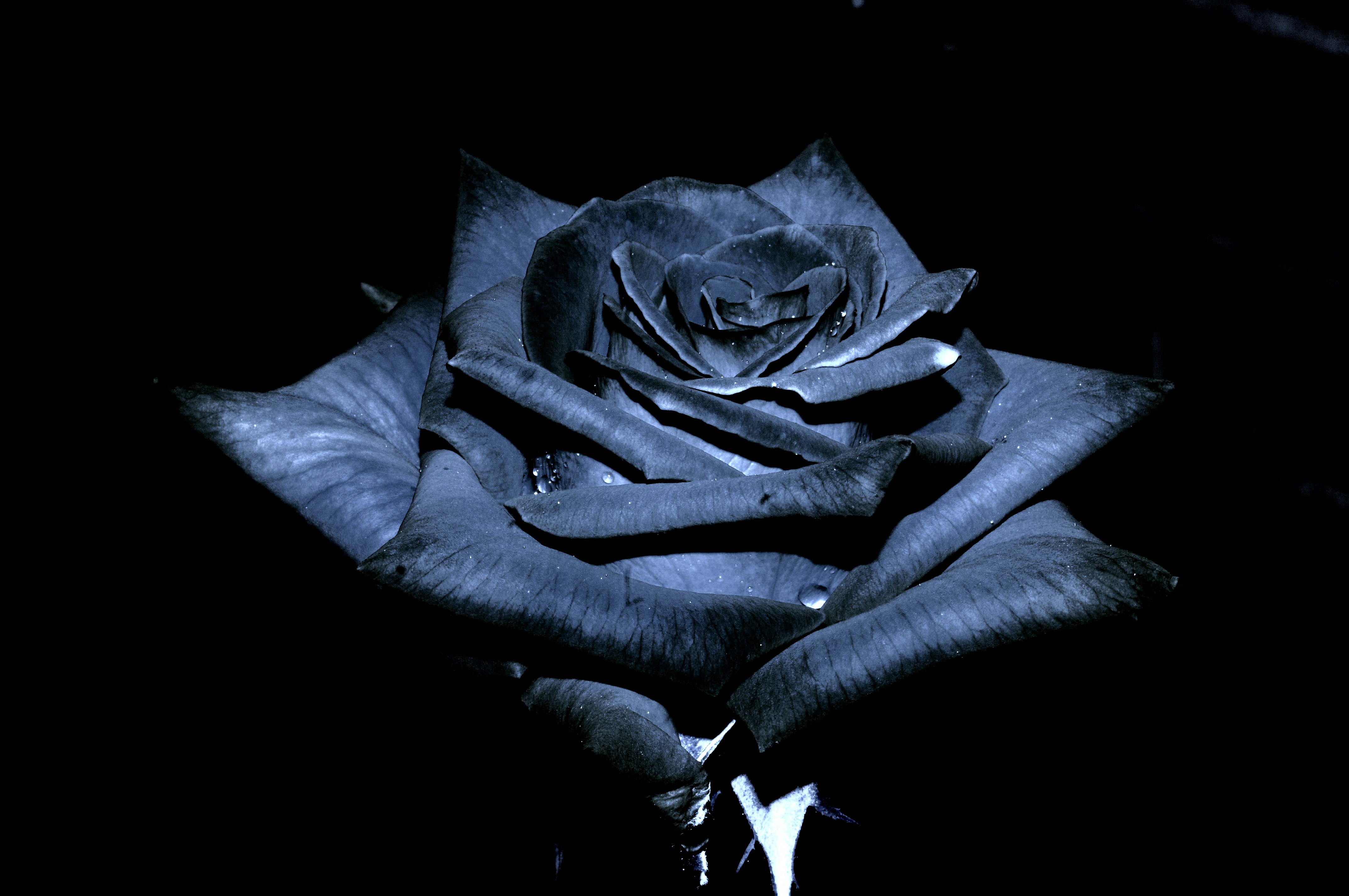 Black Rose Wallpaper HD | PixelsTalk.Net