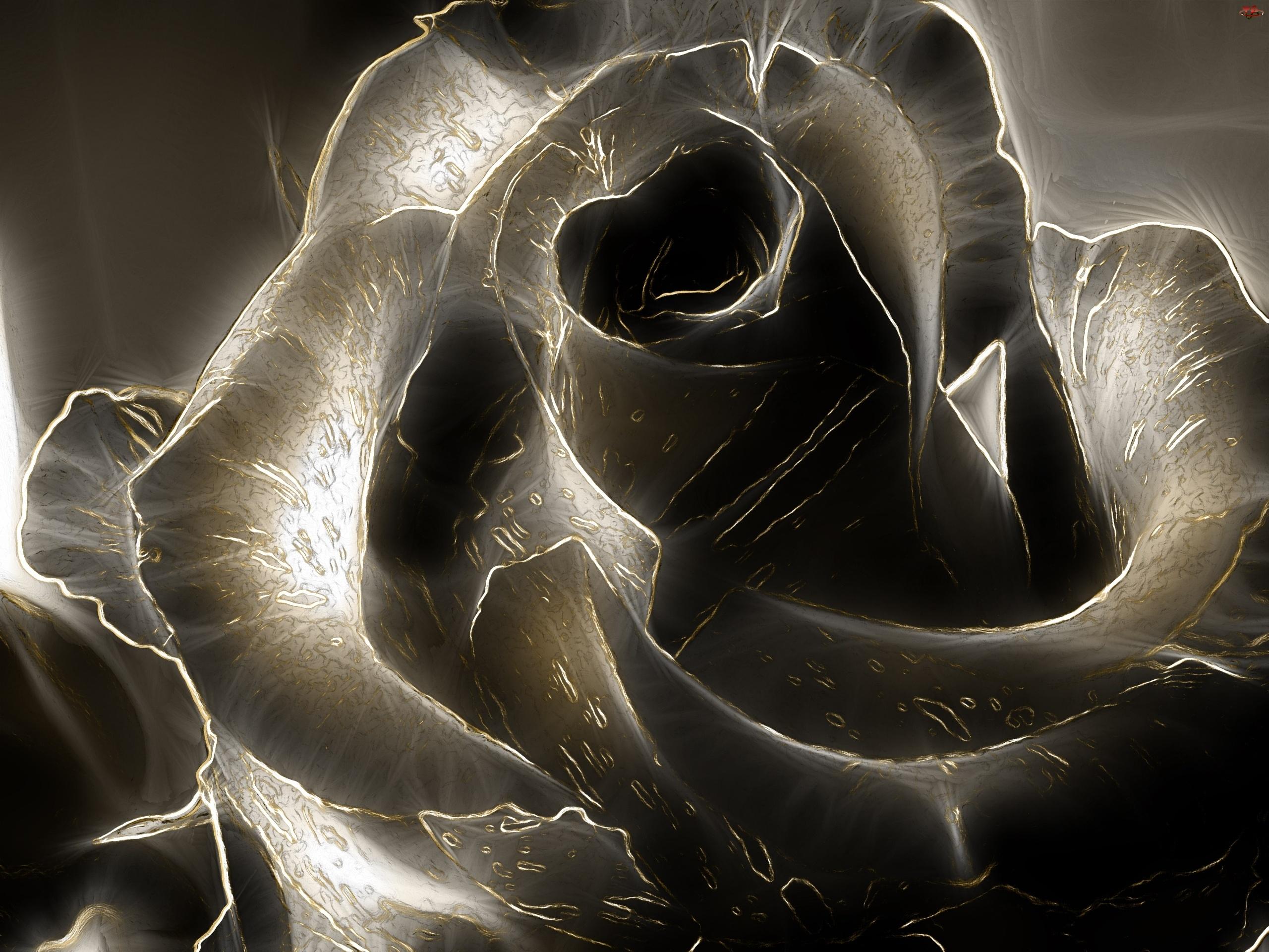 Black Rose Wallpaper HD | PixelsTalk.Net