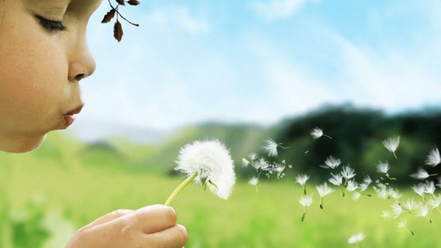 Blowing dandelion wallpaper hd.