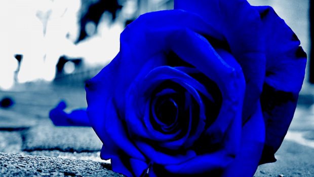 Blue Rose Wallpaper HD Download.