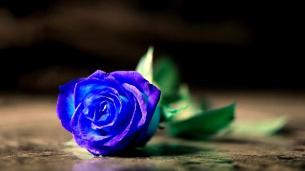 Blue rose flower hd wallpapers.