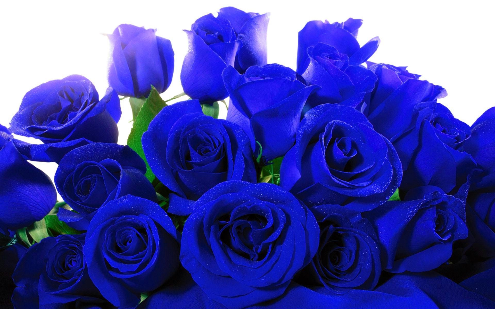 Blue Rose Wallpaper HD 