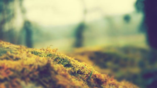 Blur Background Simple Images Wallpaper Of Nature Download.