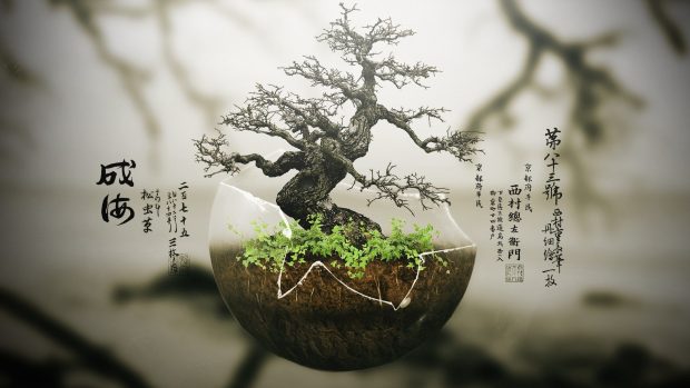 Bonsai Tree Pictures Free.