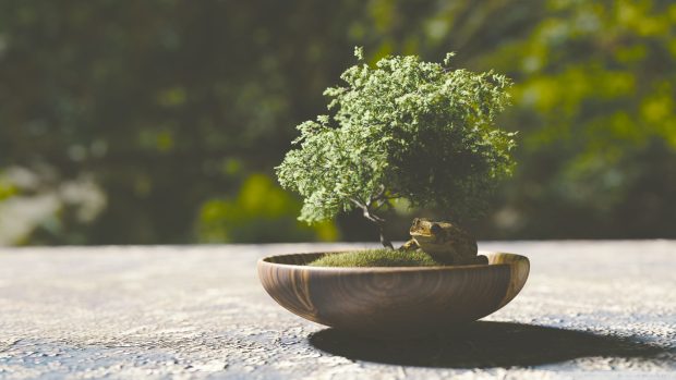 Bonsai tree wallpaper 1920x1080.