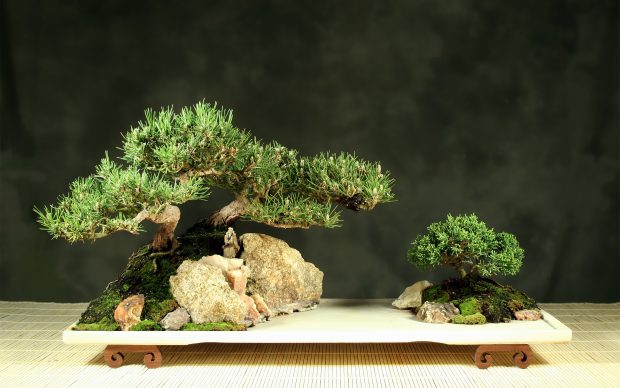 Bonsai tree wallpaper free hd.