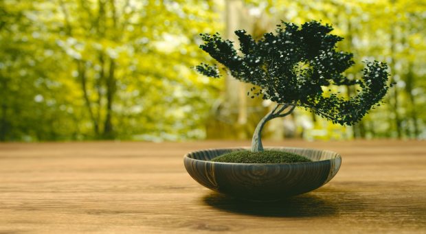 Bonsai wallpaper 1920x1080.