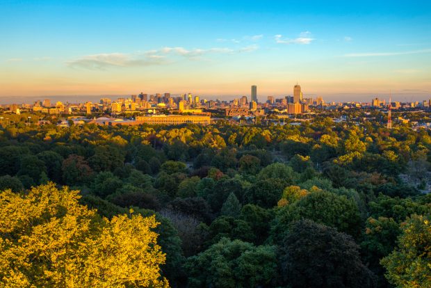 Boston City Horizon Landscape Tree USA