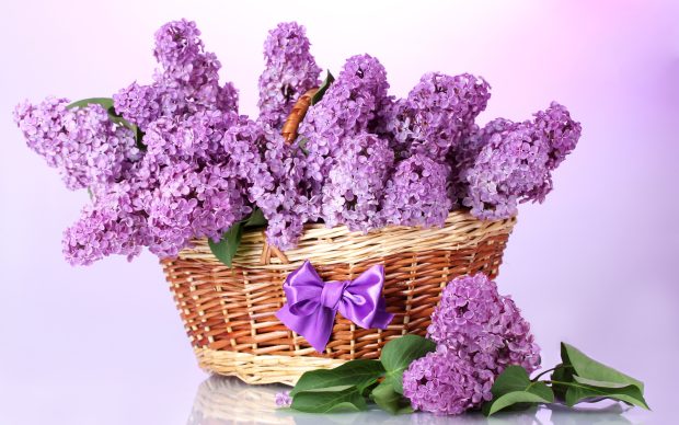 Bow basket leaves flowers branches lilac spring wallpapers 1920x1200.