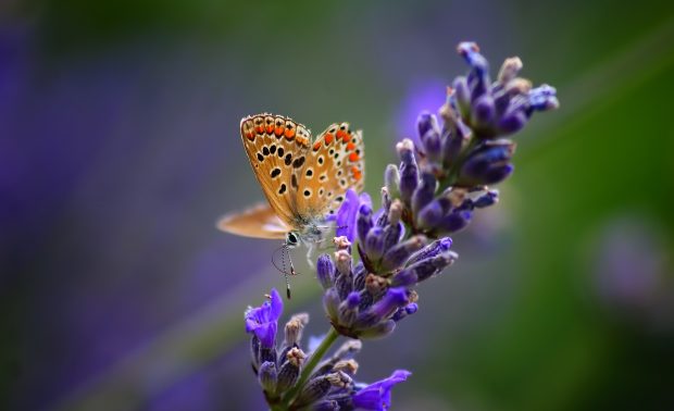 Butterfly on lavender flower wallpaper 1920x1200.