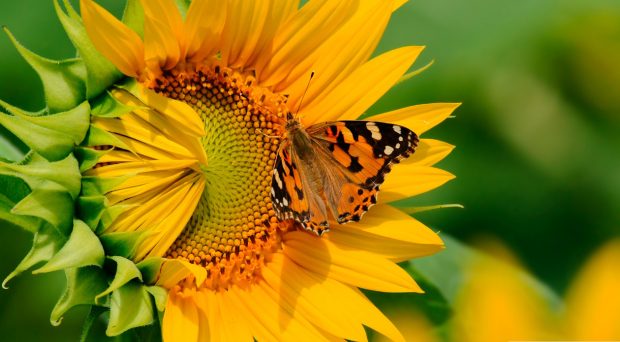 Butterfly on sunflower wallpaper 1920x1080.