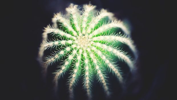 Cactus plants thorns dark background.