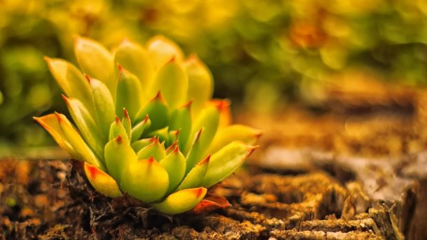Cactus widescreen hd wallpapers.