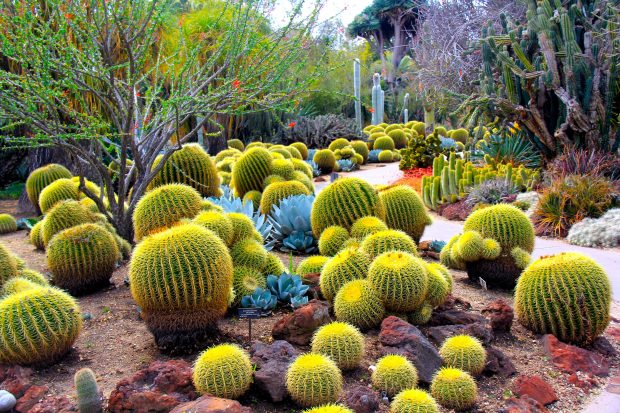 Cactus widescreen hd wallpapers.