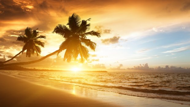 Caribbean sea 2560x1440 beach sunset palm trees hd 5k.