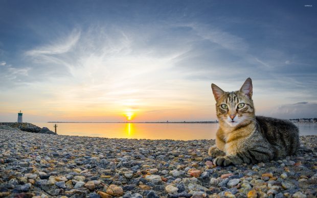 Cat on a rocky sunset beach 39661 2560x1600.