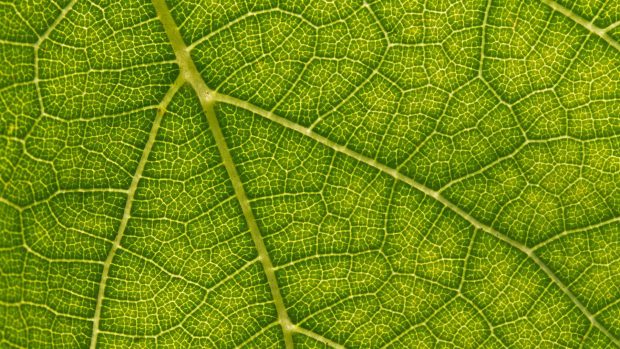 Cave leaf wallpaper.