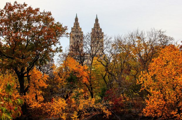 Central park in autumn backgrounds.