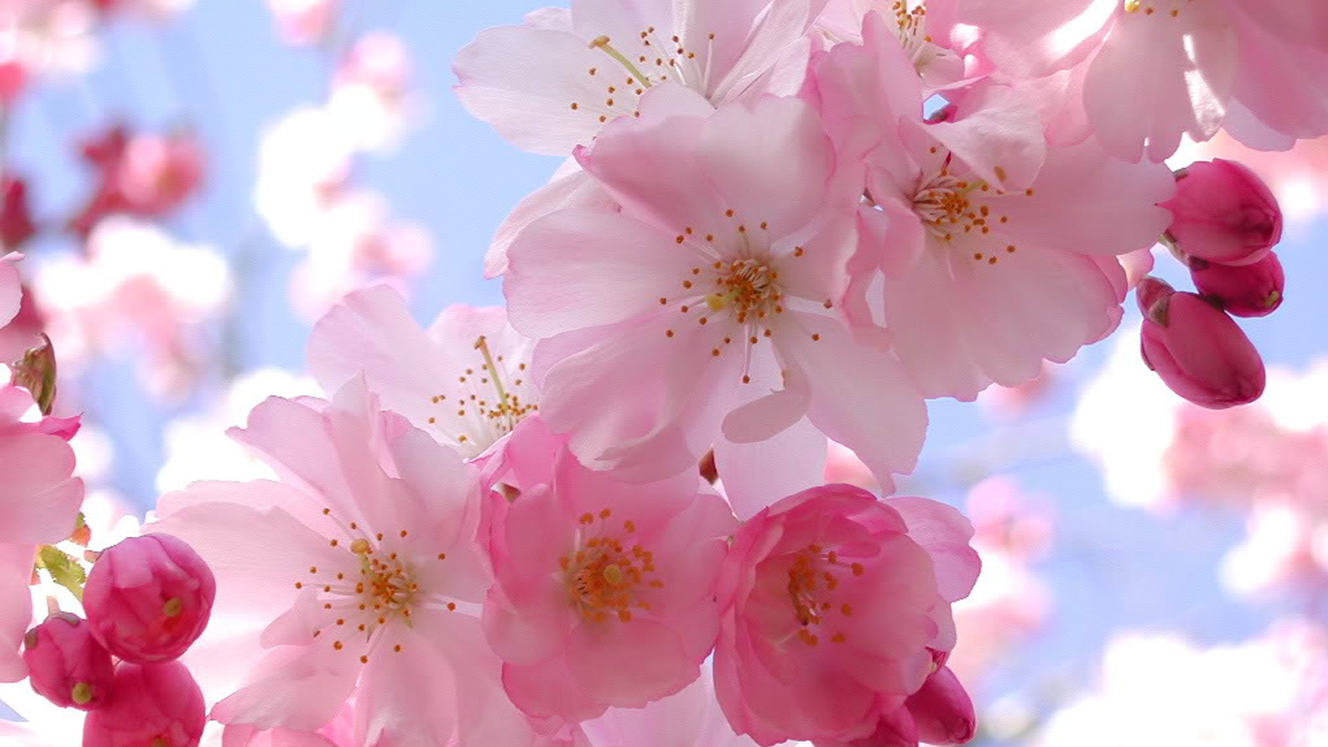 природа белые цветы сакура бесплатно